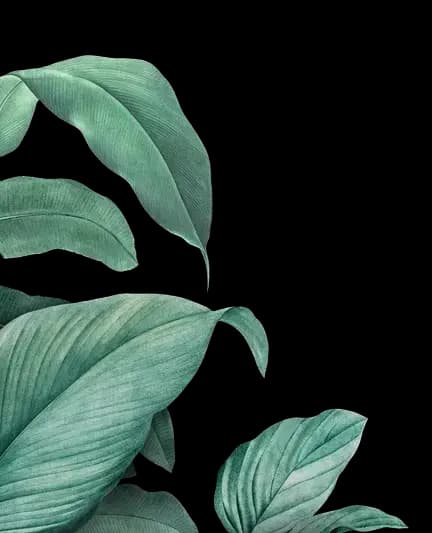 Leaves left