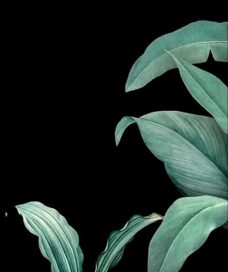 Leaves right
